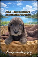 Juno , a male Sheepadoodle for sale in Sterling, VA – Photo 1 of 2