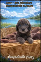 Juno , a male Sheepadoodle for sale in Sterling, VA – Photo 2 of 2