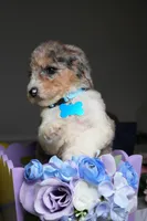 Armani, a male Poodle - Multi-Colored Standard for sale in Sterling, VA – 5 of 10