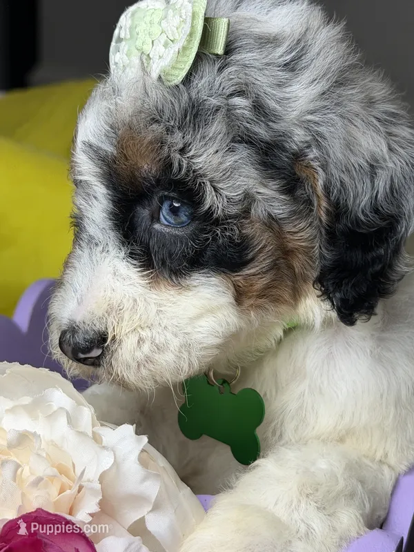 Mónaco  – Poodle - Standard  puppy for sale in Sterling, VA