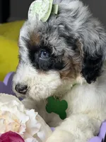 Mónaco , a female Poodle - Standard  for sale in Sterling, VA – 1 of 6
