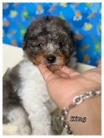 King, a male Poodle - Miniature  for sale in Sterling, VA – 2 of 5