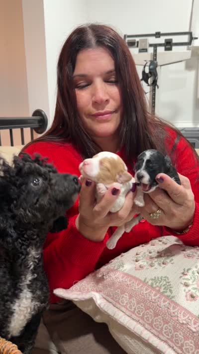 Onix, a male Poodle - Miniature  for sale in Sterling, VA – 8 of 8