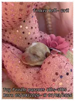 Tinkerbell, a female Poodle - Toy  for sale in Sterling, VA – 8 of 8
