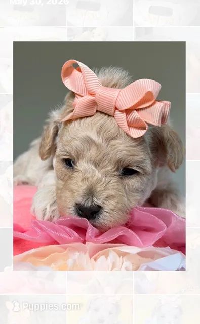 Thumbelina  – Poodle - Toy  puppy for sale in Sterling, VA