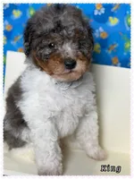 King, a male Poodle - Miniature  for sale in Sterling, VA – 5 of 5