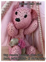 Tinkerbell, a female Poodle - Toy  for sale in Sterling, VA – 6 of 8