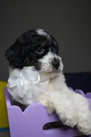 Chanel, a female Poodle - Standard  for sale in Sterling, VA – 6 of 6