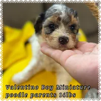 V, a male Poodle - Miniature  for sale in Sterling, VA – 3 of 4