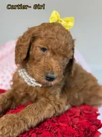 Cartier , a female Poodle - Standard  for sale in Sterling, VA – Photo 2 of 4