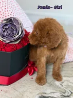 Cartier , a female Poodle - Standard  for sale in Sterling, VA – Photo 3 of 4