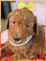 Cartier , a female Poodle - Standard  for sale in Sterling, VA – Photo 1 of 4