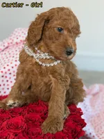 Cartier , a female Poodle - Standard  for sale in Sterling, VA – Photo 4 of 4
