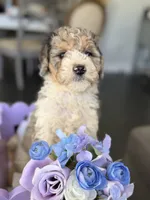 Armani, a male Poodle - Multi-Colored Standard for sale in Sterling, VA – 8 of 10