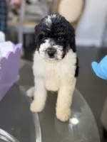Chanel, a female Poodle - Standard  for sale in Sterling, VA – 2 of 6