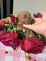 Milo, a male Poodle - Standard  for sale in Sterling, VA – 1 of 6