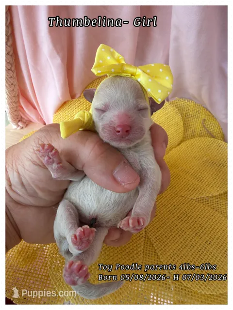 Thumbelina  – Poodle - Toy  puppy for sale in Sterling, VA