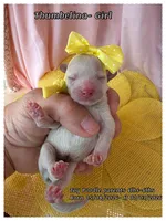 Thumbelina , a female Poodle - Toy  for sale in Sterling, VA – 1 of 8