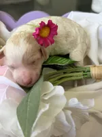 Alice, a female Poodle - Miniature  for sale in Sterling, VA – 4 of 7