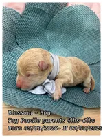 Blossom , a male Poodle - Toy  for sale in Sterling, VA – 6 of 7