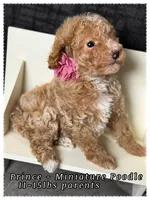 Prince , a male Poodle - Miniature  for sale in Sterling, VA – 8 of 9