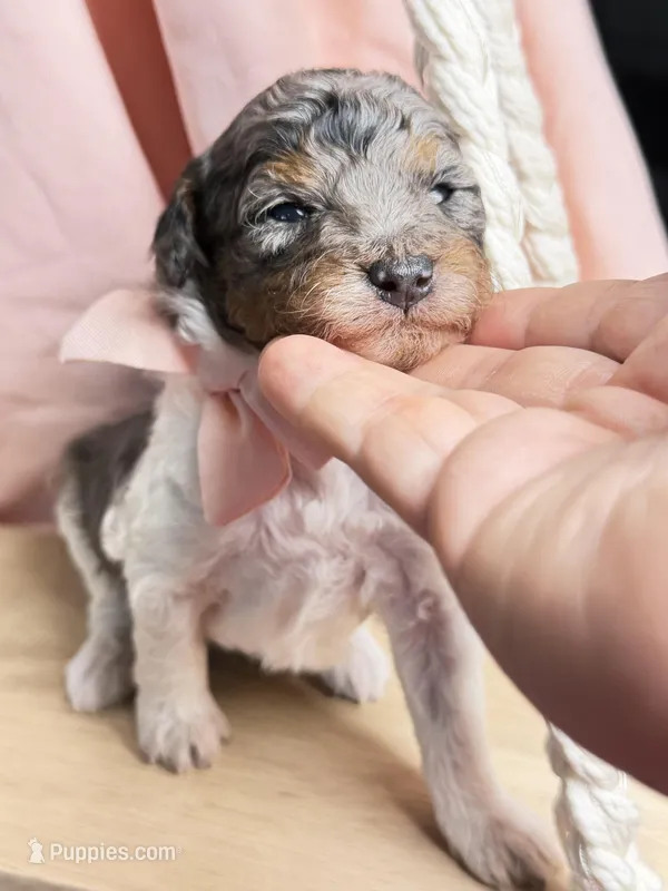 King – Poodle - Miniature  puppy for sale in Sterling, VA