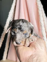 King, a male Poodle - Miniature  for sale in Sterling, VA – Photo 9 of 10