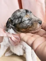 King, a male Poodle - Miniature  for sale in Sterling, VA – Photo 6 of 10