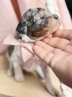 King, a male Poodle - Miniature  for sale in Sterling, VA – Photo 2 of 10