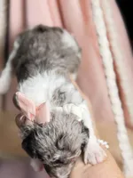 King, a male Poodle - Miniature  for sale in Sterling, VA – Photo 3 of 10