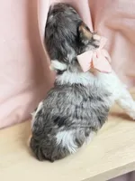 King, a male Poodle - Miniature  for sale in Sterling, VA – Photo 4 of 10