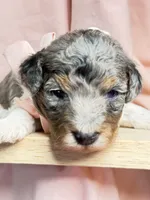 King, a male Poodle - Miniature  for sale in Sterling, VA – Photo 7 of 10