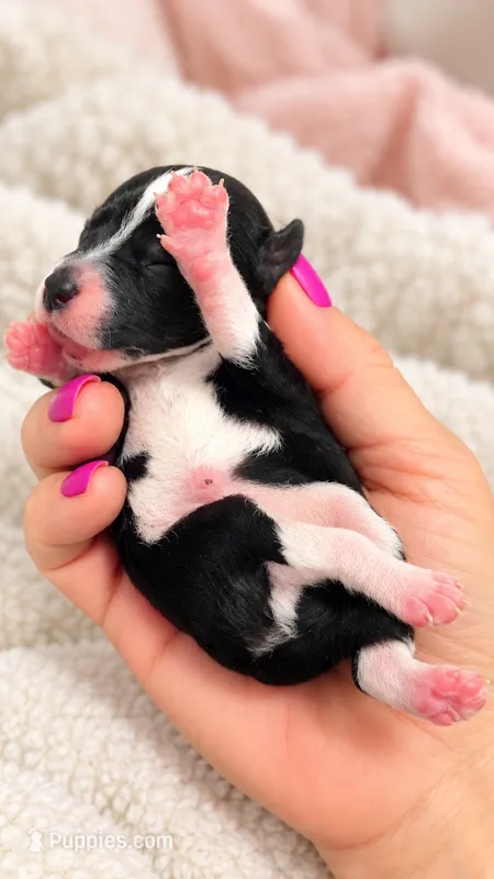 Onix – Poodle - Miniature  puppy for sale in Sterling, VA