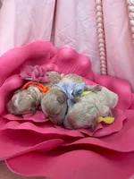 Blossom , a male Poodle - Toy  for sale in Sterling, VA – 3 of 7