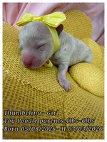 Thumbelina , a female Poodle - Toy  for sale in Sterling, VA – 4 of 8