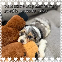V, a male Poodle - Miniature  for sale in Sterling, VA – 4 of 4