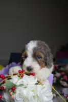 Cartier , a male Poodle - Standard  for sale in Sterling, VA – 2 of 6