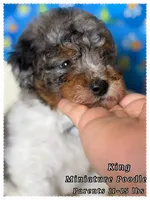 King, a male Poodle - Miniature  for sale in Sterling, VA – 3 of 5