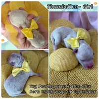 Thumbelina , a female Poodle - Toy  for sale in Sterling, VA – 8 of 8