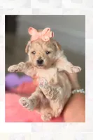 Thumbelina , a female Poodle - Toy  for sale in Sterling, VA – 3 of 9
