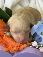 Prince Charming, a male Poodle - Miniature  for sale in Sterling, VA – 4 of 8