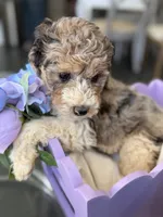 Armani, a male Poodle - Multi-Colored Standard for sale in Sterling, VA – 10 of 10