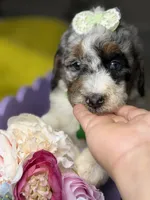 Mónaco , a female Poodle - Standard  for sale in Sterling, VA – 2 of 6