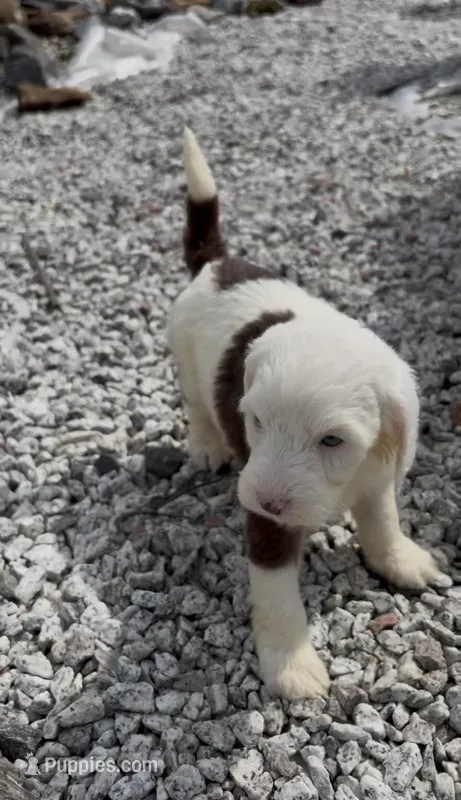 Jelly, a female Sheepadoodle for sale in Sterling, VA – Photo 1 of 6