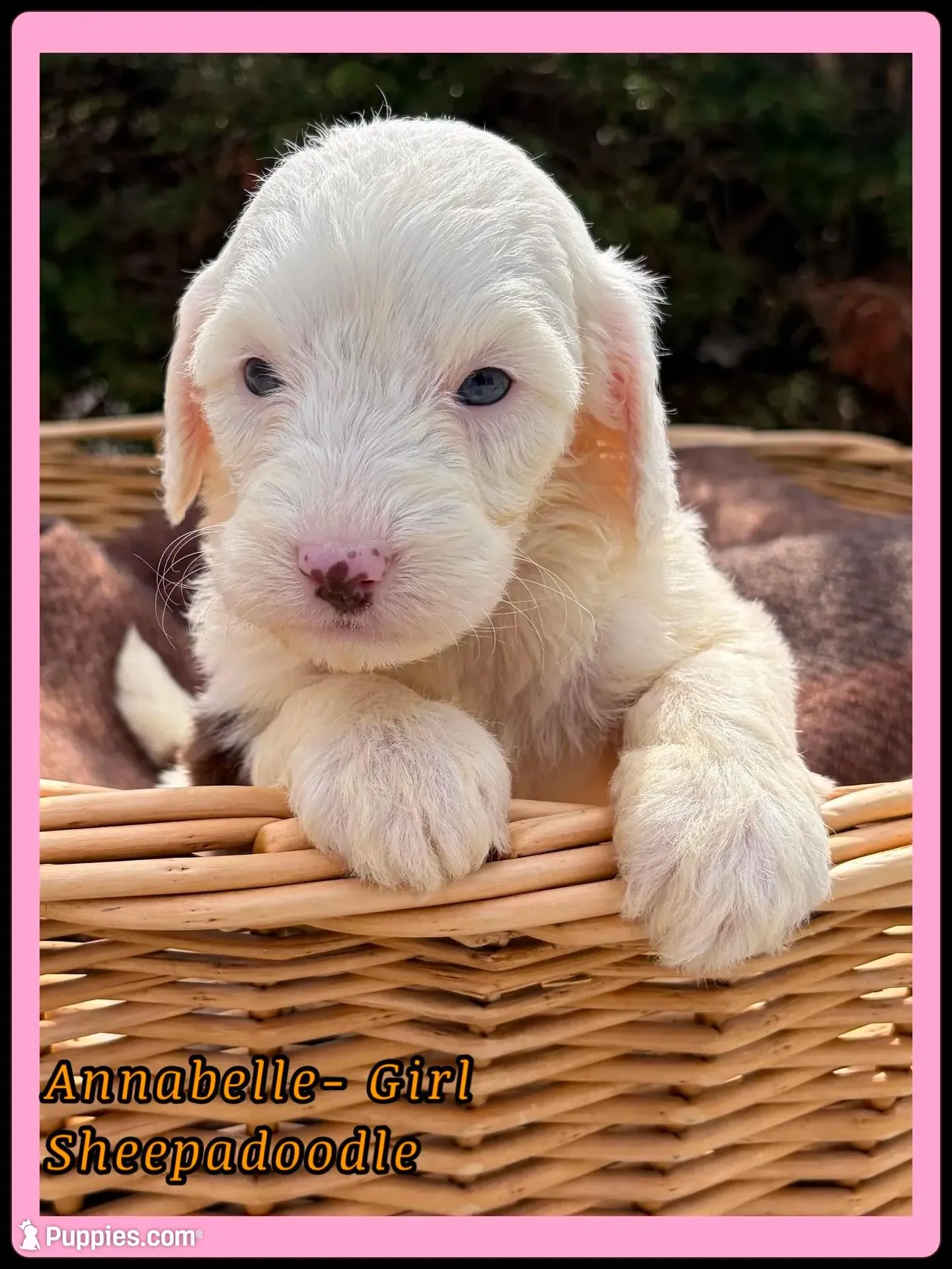 Jelly – Sheepadoodle puppy for sale in Sterling, VA