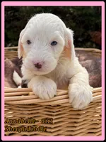Jelly, a female Sheepadoodle for sale in Sterling, VA – Photo 3 of 6