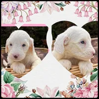 Jelly, a female Sheepadoodle for sale in Sterling, VA – Photo 6 of 6