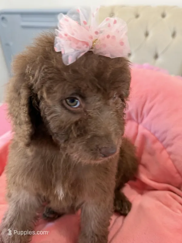 Mini- Junnie  – Sheepadoodle puppy for sale in Sterling, VA