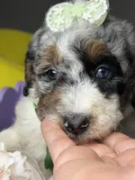 Mónaco , a female Poodle - Standard  for sale in Sterling, VA – 5 of 6