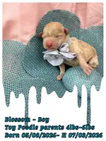 Blossom , a male Poodle - Toy  for sale in Sterling, VA – 4 of 7
